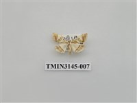 藏品(螟蛾292)的圖片